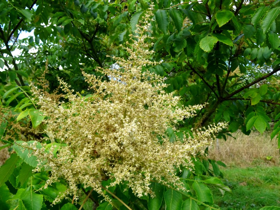 Inflorescence du Sumac chinois, Rhus javanica var. roxburg… 