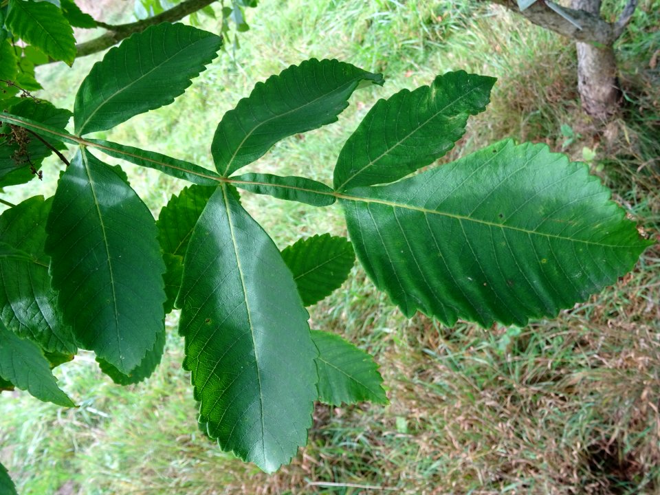 Sumac chinois, Rhus javanica var. roxburghii, Anacardiacée… 