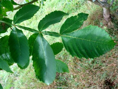 Sumac chinois, Rhus javanica var. roxburghii, Anacardiacée… 