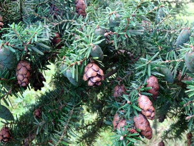 Tsuga de Siebold, Tsuga sieboldii, Pinacées, Arboretum de … 