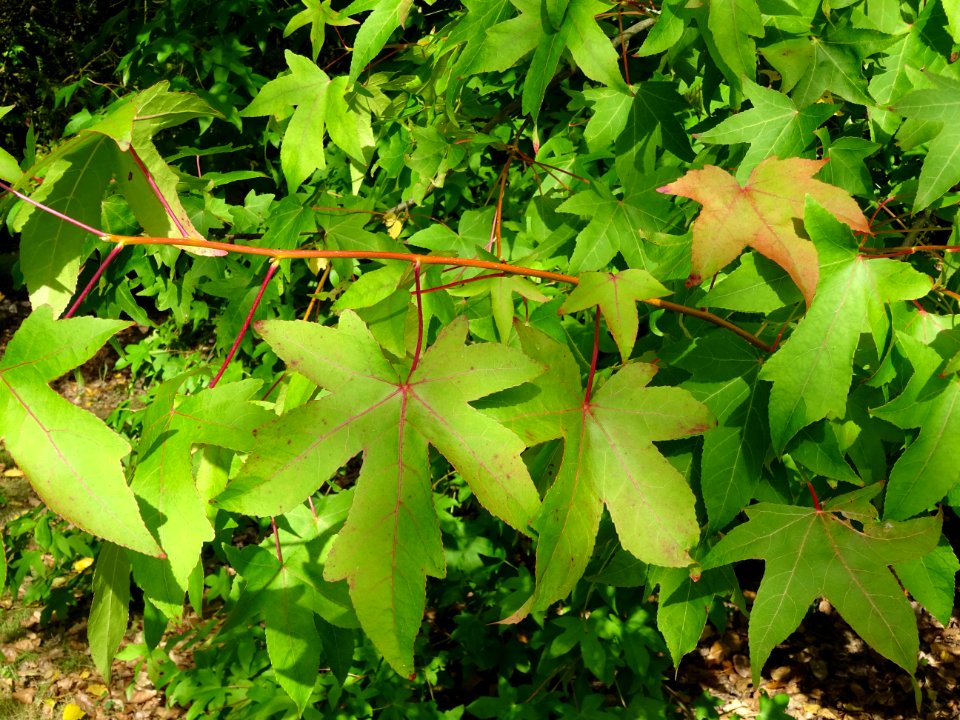 Liquidambar ou Copalme d'Amérique, Liquidambar styraciflua… 