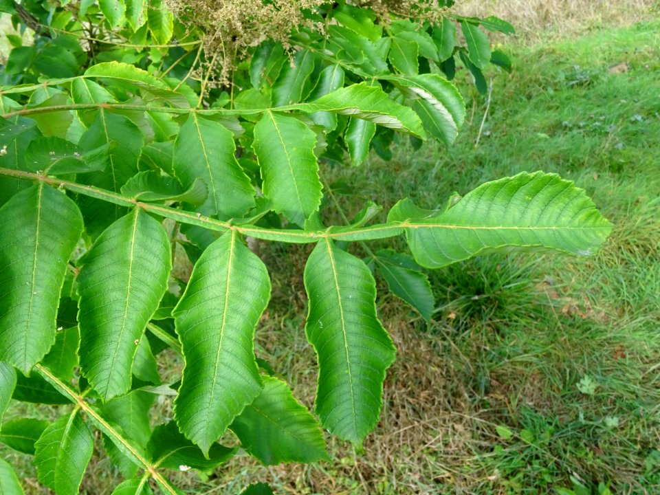 Sumac chinois, Rhus javanica var. roxburghii, Anacardiacée… 