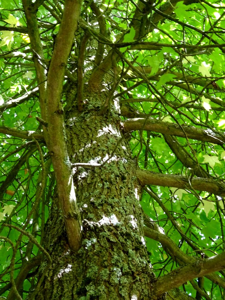 Tronc et branches du Liquidambar ou Copalme d'Amérique, Li… 