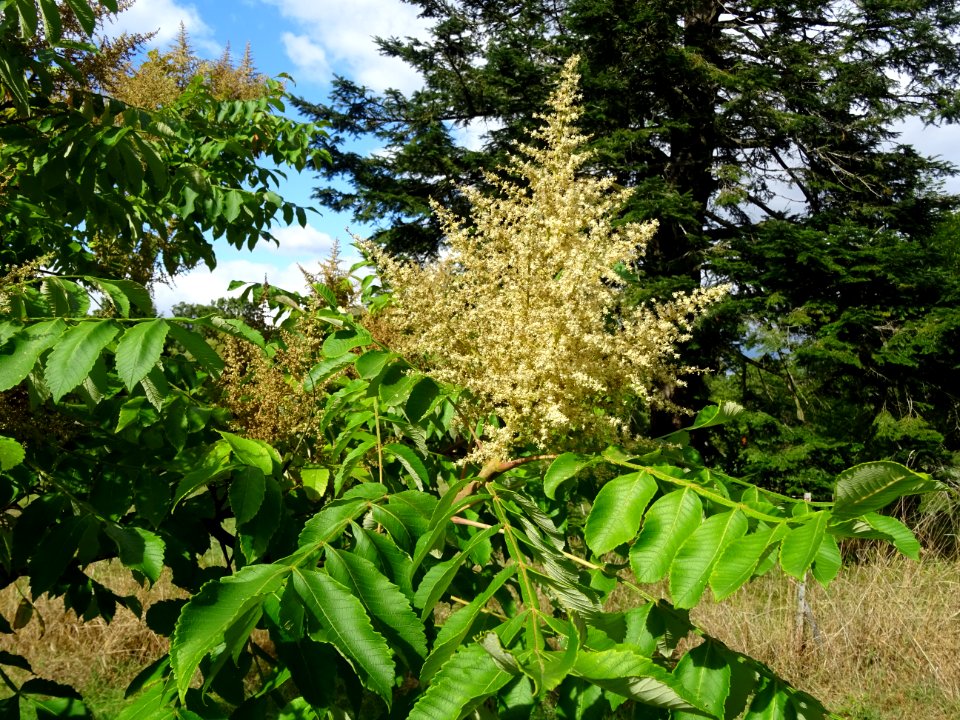 Inflorescence du Sumac chinois, Rhus javanica var. roxburg… 