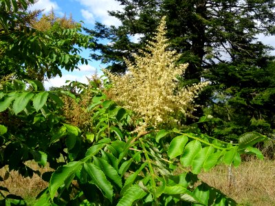 Inflorescence du Sumac chinois, Rhus javanica var. roxburg… 