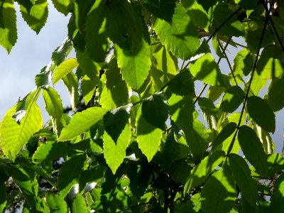 Sumac chinois, Rhus javanica var. roxburghii, Anacardiacée… 