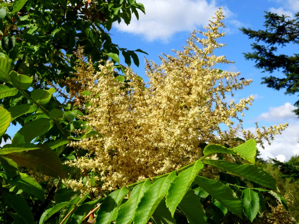 Inflorescence du Sumac chinois, Rhus javanica var. roxburg… 