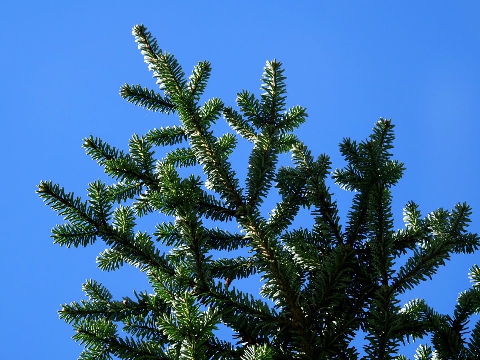 Sapin de Delavay, Abies delavayi, Pinacées, Arboretum de C… 