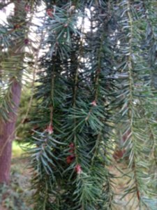 Tsuga ou Pruche, Tsuga sp, Pinacées, Arboretum de Chèvrelo… 