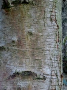 Ecorce du Bouleau alnoides, Betula alnoides, Betulacées, A… 