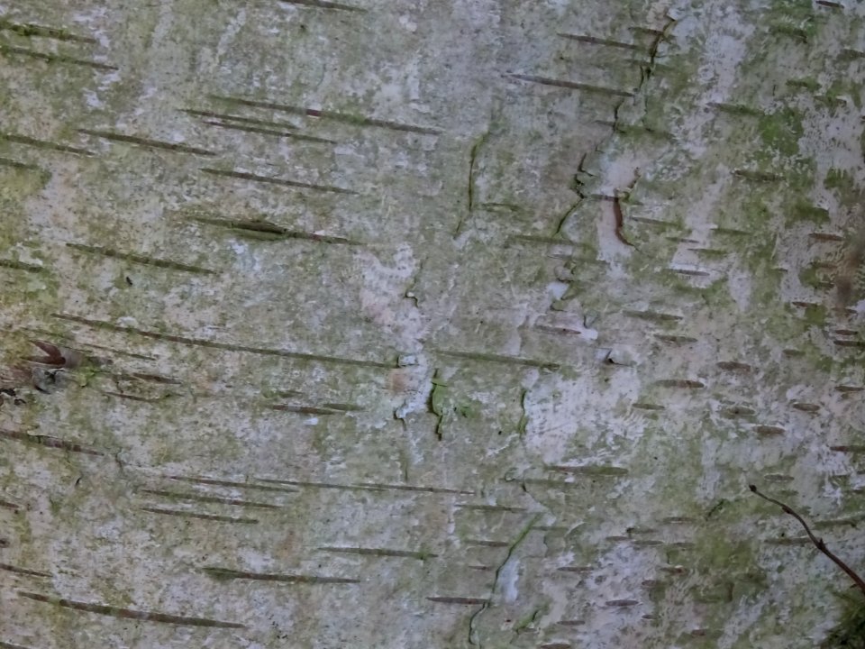 Ecorce du Bouleau alnoides, Betula alnoides, Betulacées, A… 