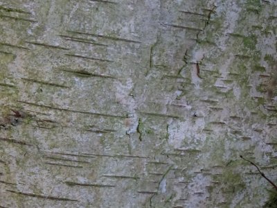 Ecorce du Bouleau alnoides, Betula alnoides, Betulacées, A… 