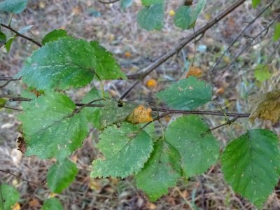 Bouleau alnoides, Betula alnoides, Betulacées, Arboretum d… 