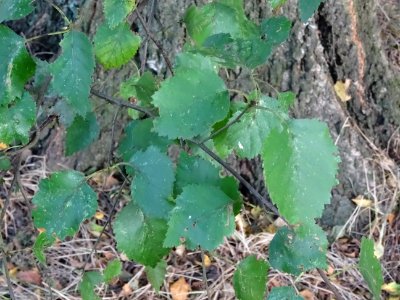 Bouleau alnoides, Betula alnoides, Betulacées, Arboretum d… 