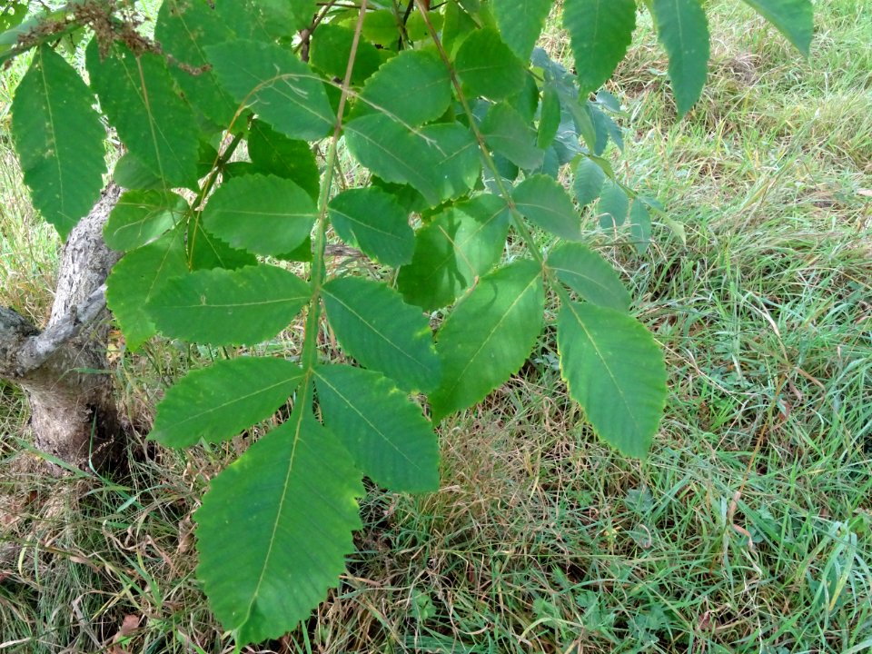 Sumac chinois, Rhus javanica var. roxburghii, Anacardiacée… 