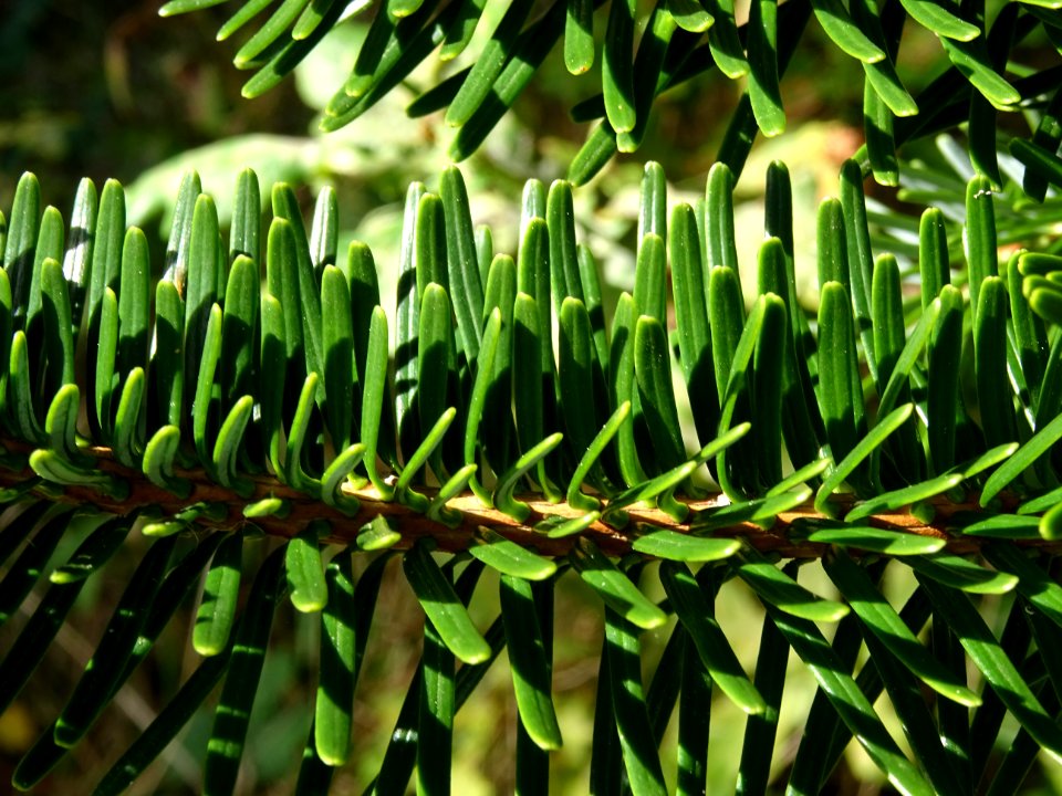 Sapin de Delavay, Abies delavayi, Pinacées, Arboretum de C… 
