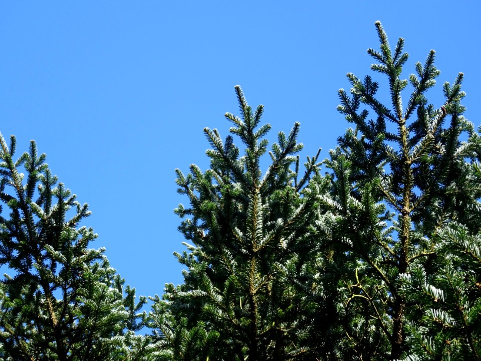Sapin de Delavay, Abies delavayi, Pinacées, Arboretum de C… 