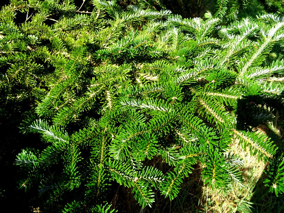 Sapin de Delavay, Abies delavayi, Pinacées, Arboretum de C… 