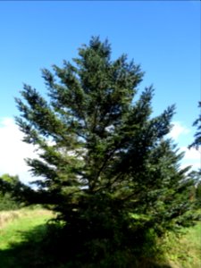 Sapin de Delavay, Abies delavayi, Pinacées, Arboretum de C… 