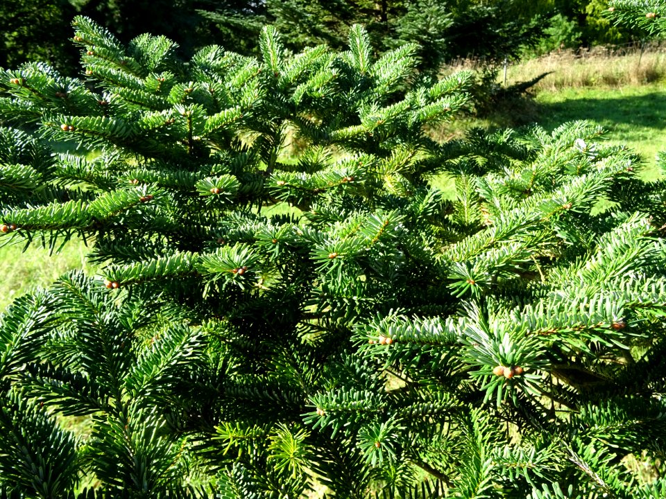 Sapin de Delavay, Abies delavayi, Pinacées, Arboretum de C… 
