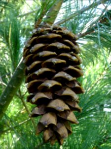 Cône du Pin d'Armand, Pinus armandii, Pinacées, Arboretum … 