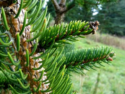 Picea aurantiaca, Picea aurantiaca, Pinacées, Arboretum de… 