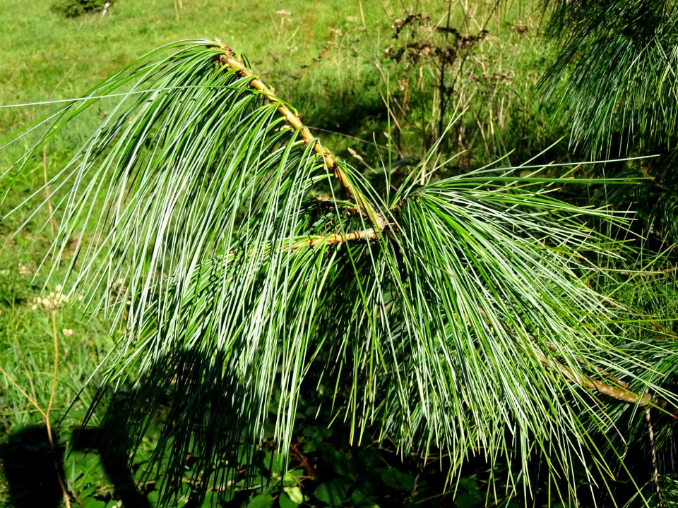 Pin d'Armand, Pinus armandii, Pinacées, Arboretum de Chèvr… 