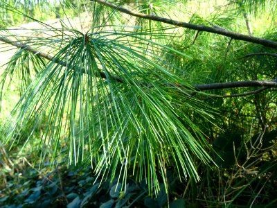 Pin d'Armand, Pinus armandii, Pinacées, Arboretum de Chèvr… 