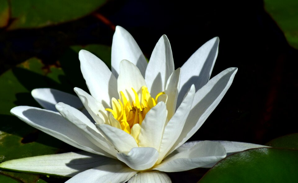 Aquatic plant blossom bloom