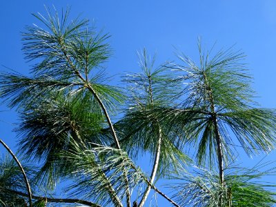 Pin d'Armand, Pinus armandii, Pinacées, Arboretum de Chèvr… 
