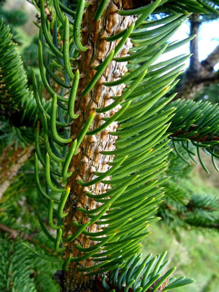 Picea aurantiaca, Picea aurantiaca, Pinacées, Arboretum de… 