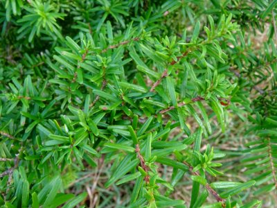 Tsuga de Siebold, Tsuga sieboldii, Pinacées, Arboretum de … 