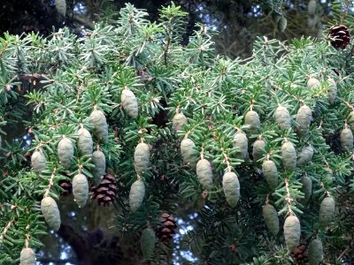Tsuga de Siebold, Tsuga sieboldii, Pinacées, Arboretum de … 