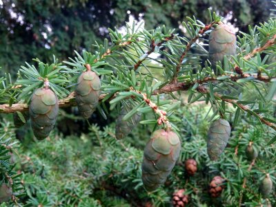 Tsuga de Siebold, Tsuga sieboldii, Pinacées, Arboretum de … 