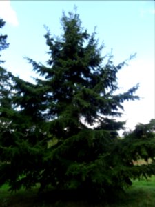 Tsuga de Siebold, Tsuga sieboldii, Pinacées, Arboretum de … 