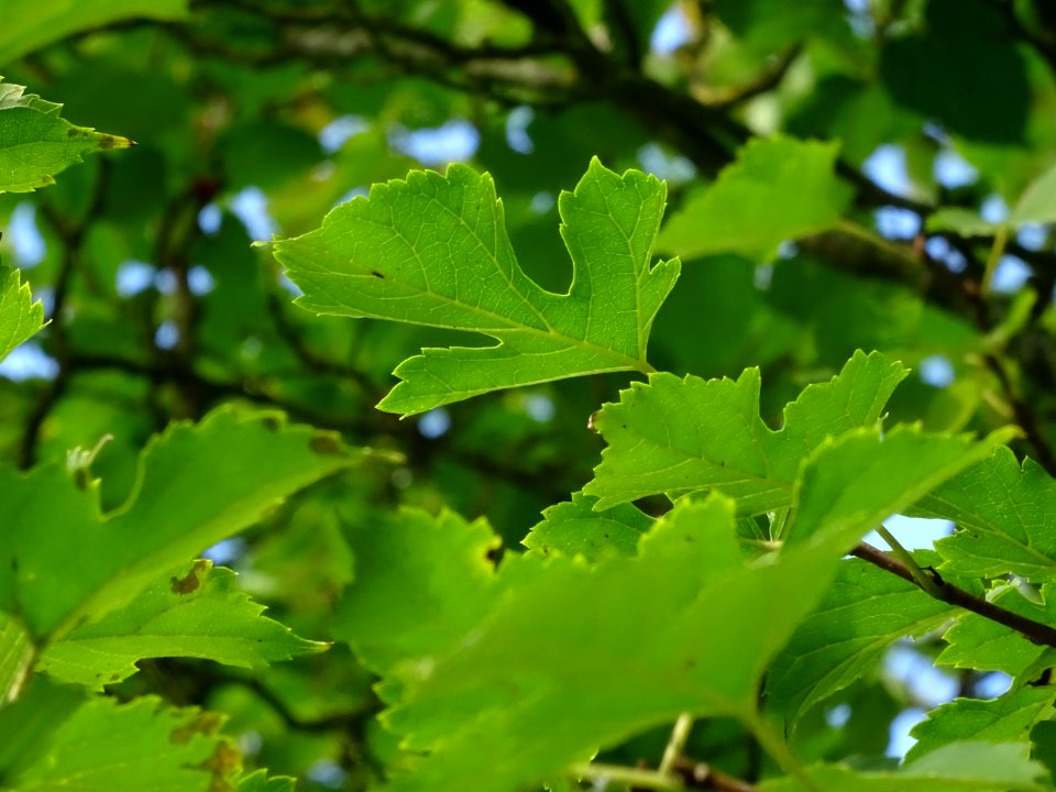 Mûrier à feuilles de platane, Morus bombycis, Moracées, Ar… 