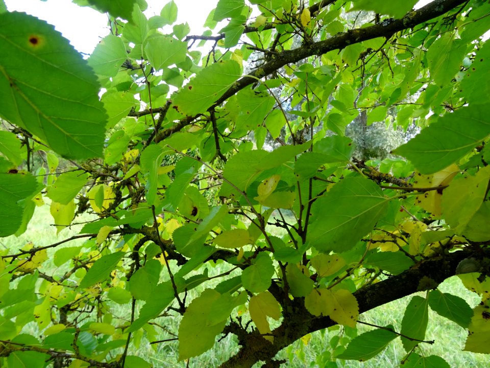 Mûrier multicaule, Morus downing ou Morus multicaulis, Mor… 