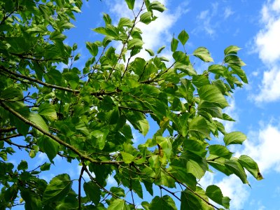 Mûrier multicaule, Morus downing ou Morus multicaulis, Mor… 