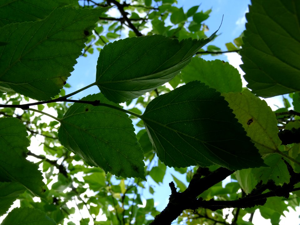 Mûrier multicaule, Morus downing ou Morus multicaulis, Mor… 