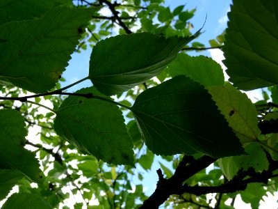 Mûrier multicaule, Morus downing ou Morus multicaulis, Mor… 