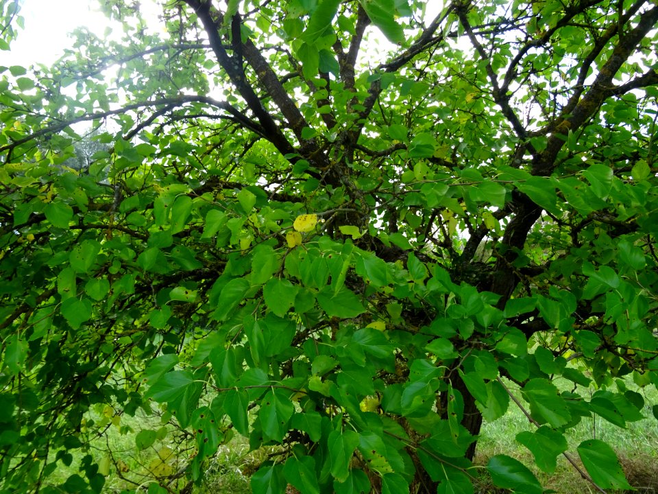 Mûrier multicaule, Morus downing ou Morus multicaulis, Mor… 