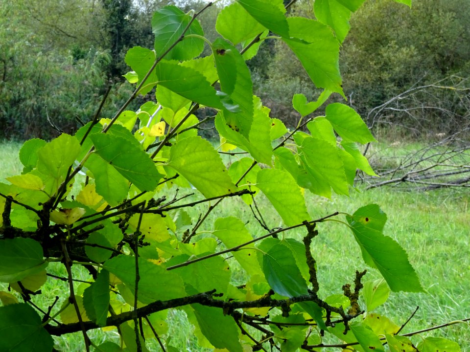 Mûrier multicaule, Morus downing ou Morus multicaulis, Mor… 
