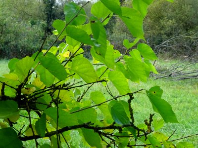 Mûrier multicaule, Morus downing ou Morus multicaulis, Mor… 