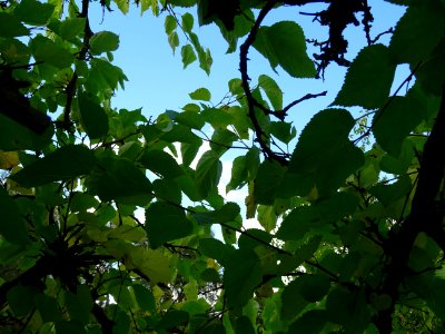 Mûrier multicaule, Morus downing ou Morus multicaulis, Mor… 