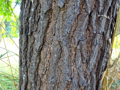 Ecorce du Mûrier multicaule, Morus downing ou Morus multic… 
