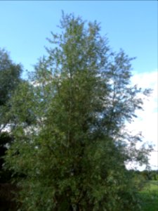 Saule blanc royal, Salix alba sericea, Salicacées, Arboret… 