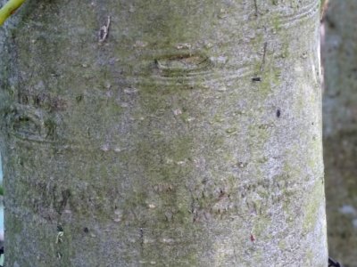 Ecorce du Houx, Ilex aquifolium, Aquifoliacées, Arboretum … 