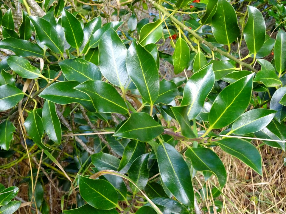 Houx, Ilex aquifolium, Aquifoliacées, Arboretum de Chèvrel… 