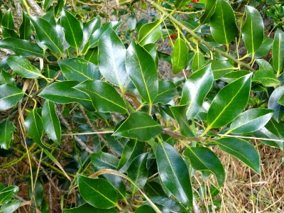 Houx, Ilex aquifolium, Aquifoliacées, Arboretum de Chèvrel… 