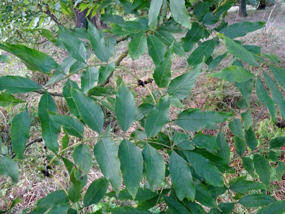 Frêne commun, Fraxinus excelsior, Oléacées, Arboretum de C… 